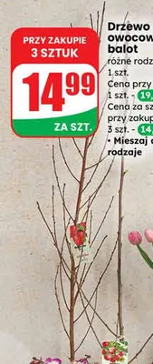 Drzewo owocowe balot różne rodzaje promocja w Dino