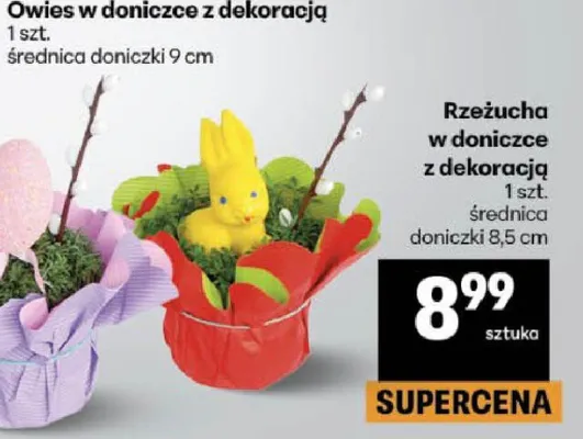 Rzeżucha w doniczce z dekoracją promocja w Delikatesy Centrum