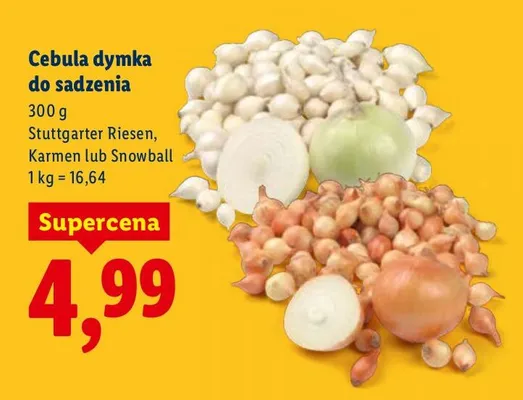 Cebula dymka do sadzenia Karmen promocja w Lidl