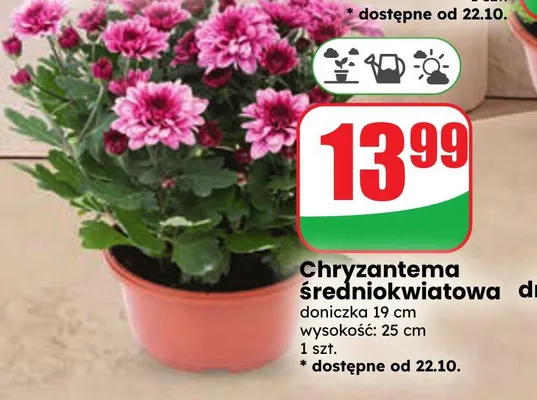 Chryzantema średniokwiatowa promocja w Dino