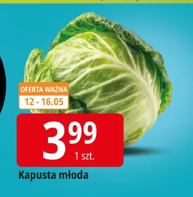 Kapusta młoda promocja w Leclerc
