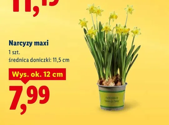 Narcyzy maxi promocja w Lidl