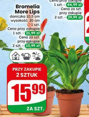 Bromelia More Lips doniczka 10,5cm wysokość 20cm promocja w Dino