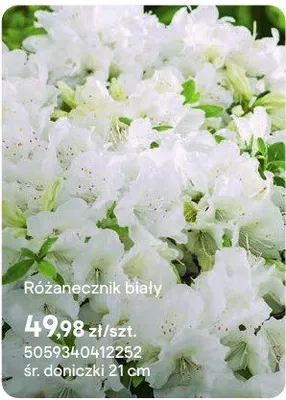 Różanecznik biały promocja w Castorama