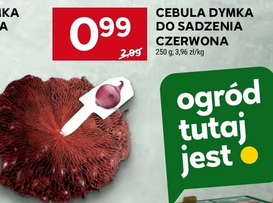 Cebula dymka do sadzenia czerwona promocja w Stokrotka