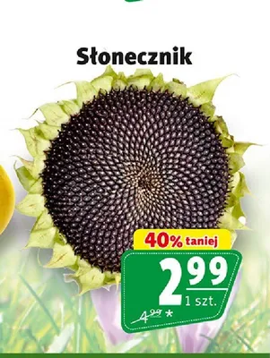 Słonecznik promocja w Prim Market