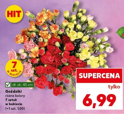 Goździki różne kolory promocja w Kaufland