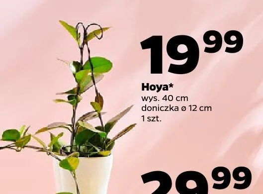 Hoya promocja w Netto