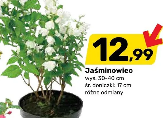 Jaśminowiec promocja w Bricomarche