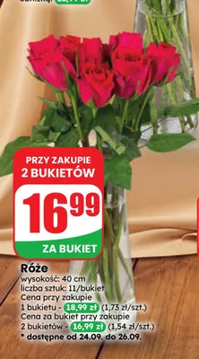 Róże promocja w Dino
