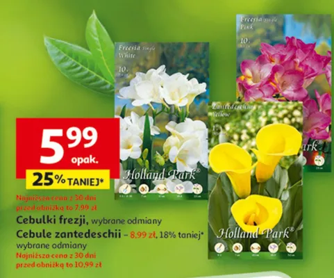 Cebulki frezji promocja w Auchan
