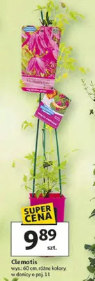 Clematis promocja w Auchan