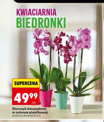 Storczyk dwupędowy w osłonce plastikowej promocja w Biedronka