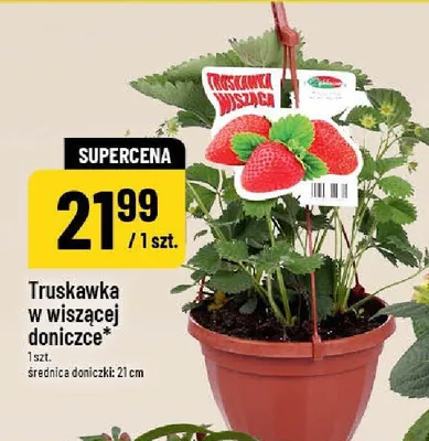 Truskawka w wiszącej doniczce promocja w POLOmarket