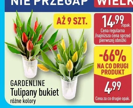 Tulipany bukiet różne kolory promocja w Aldi