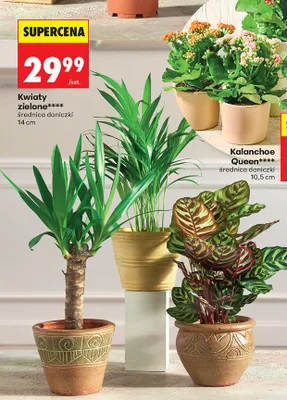 Kwiaty zielone średnica doniczki 14 cm promocja w Biedronka