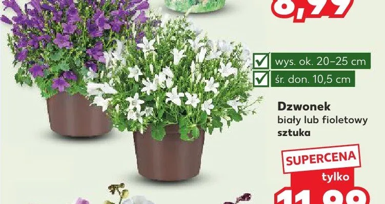 Dzwonek biały lub fioletowy  promocja w Kaufland