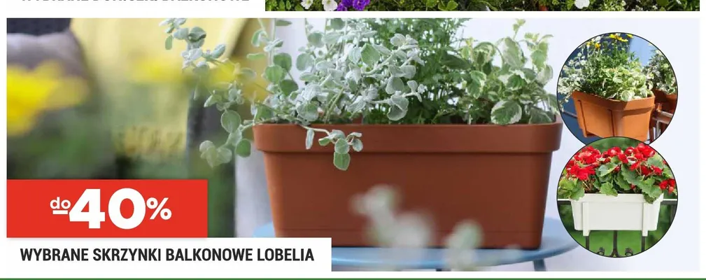 Skrzynki balkonowe Lobelia promocja w Merkury Market