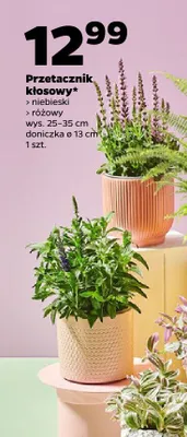 Przetacznik kłosowy niebieski wys. 25-35cm doniczka ø 13cm promocja w Netto