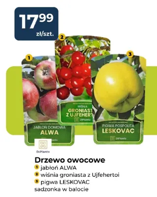 Drzewo owocowe wiśnia groniasta z Ujfehertoi promocja w PSB Mrówka