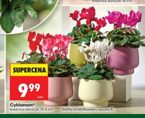Cyklamen średnica doniczki 10,5 cm promocja w Biedronka