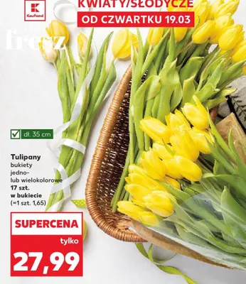 Tulipany bukiety jedno- lub wielokolorowe promocja w Kaufland