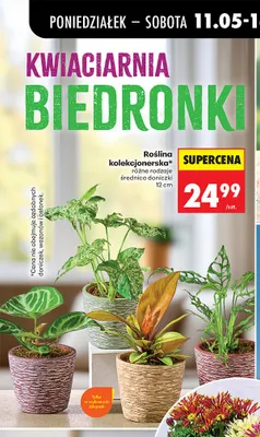 Roślina kolekcjonerska średnica doniczki 12cm promocja w Biedronka