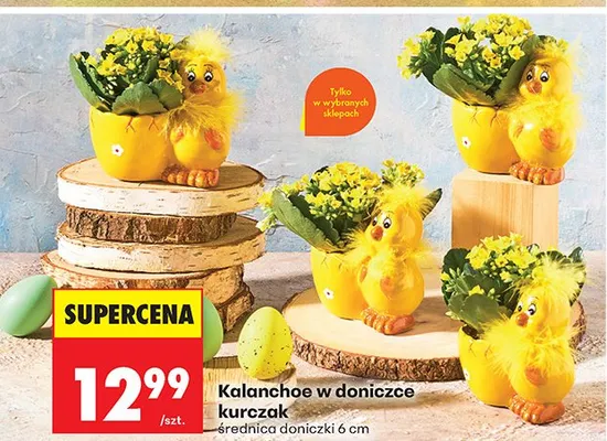Kalanchoe w doniczce kurczak promocja w Biedronka