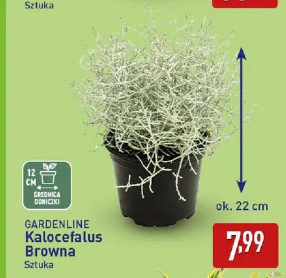 Kalocefalus Browna Gardenline promocja w Aldi