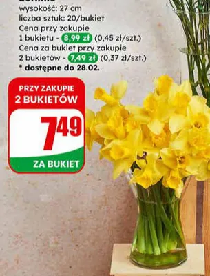 Żonkile bukiet promocja w Dino