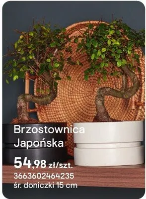 Brzostownica Japońska promocja w Castorama