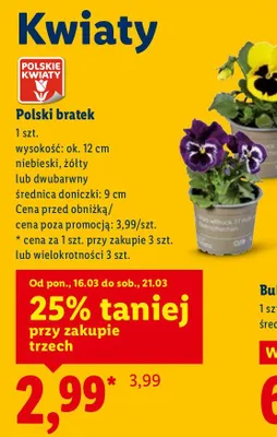 Polski bratek promocja w Lidl