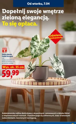 Polska alokazja Frydek Variegata promocja w Lidl