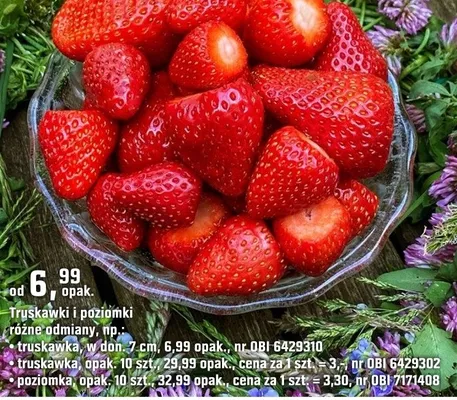 Truskawki i poziomki różne odmiany (7 cm) promocja w OBI