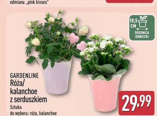 Róża/kalanchoe z serduszkiem promocja w Aldi