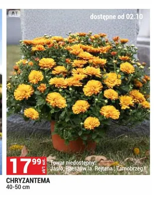 Chryzantema 40-50 cm promocja w Merkury Market