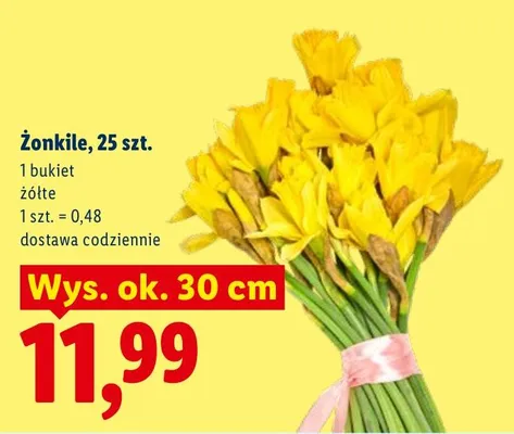 Żonkile żółte promocja w Lidl