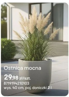 Ostnica mocna promocja w Castorama
