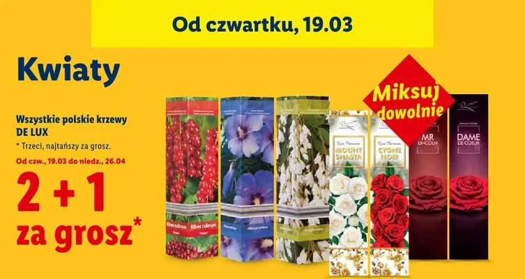 Wszystkie polskie krzewy De Lux 2+1 ZA 1 GROSZ promocja w Lidl