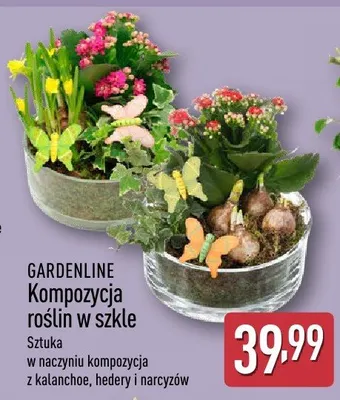 Kompozycja roślin w szkle promocja w Aldi