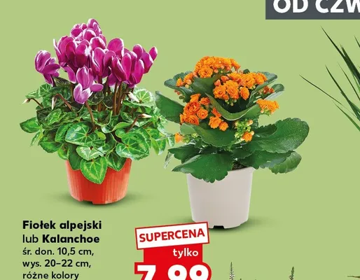 Fiołek alpejski promocja w Kaufland