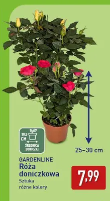Róża doniczkowa Gardenline promocja w Aldi