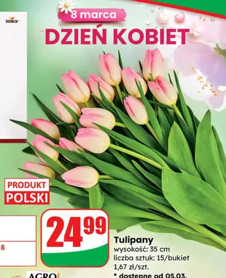 Tulipany promocja w Dino