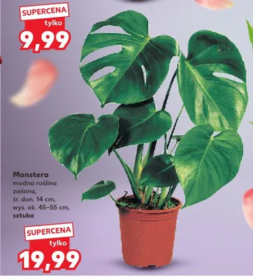Monstera promocja w Kaufland
