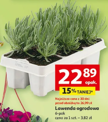 Lawenda ogrodowa 6-pak promocja w Auchan