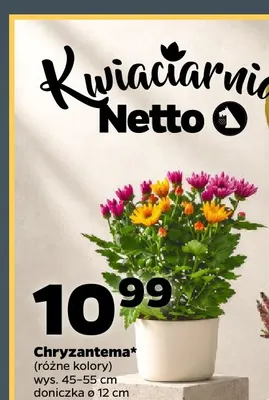 Chryzantema promocja w Netto