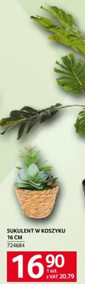 Sukulent w koszyku 16 cm 274684 promocja w Selgros