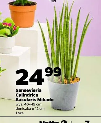 Sansevieria Cylindrica Bacularis Mikado promocja w Netto