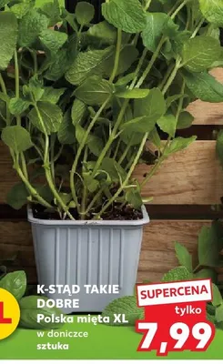 Mięta XL w doniczce promocja w Kaufland