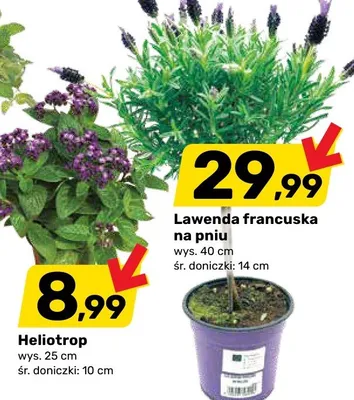 Lawenda francuska na pniu wys. 40cm śr. doniczki 14cm promocja w Bricomarche
